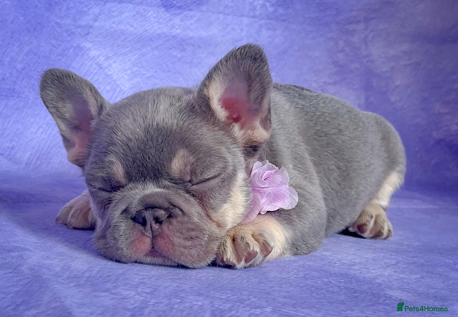 French Bulldog dogs 🐶Lovely puppies🐶 - Advert 2