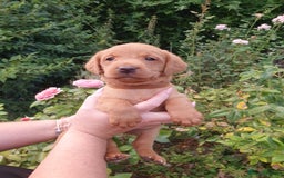 Labrador Retriever dogs for sale: Health Tested Fox Red Puppies for Sale - Image 16