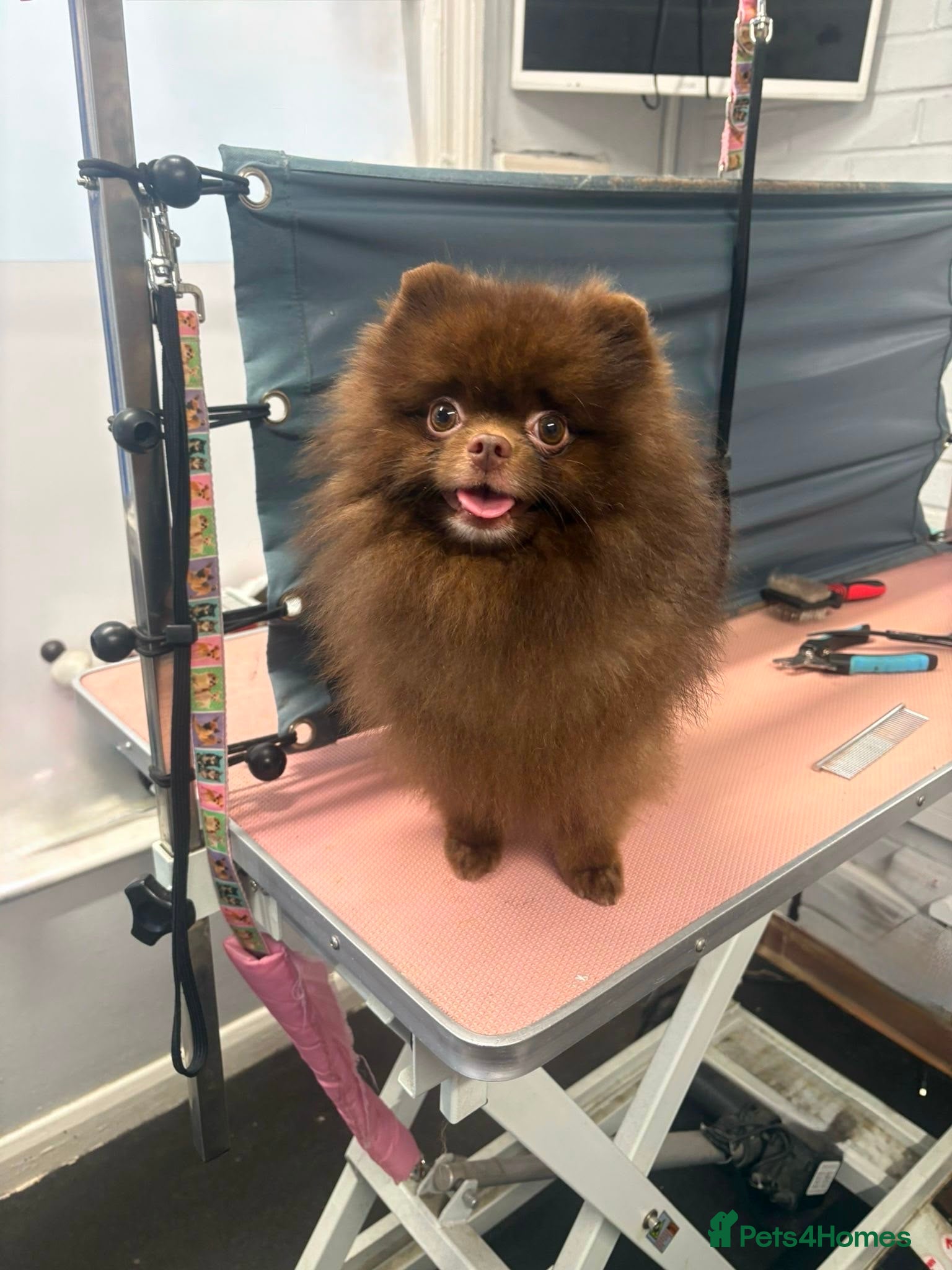 Pomeranian dogs KC Chocolate Teddy bear 🧸  - Advert 2