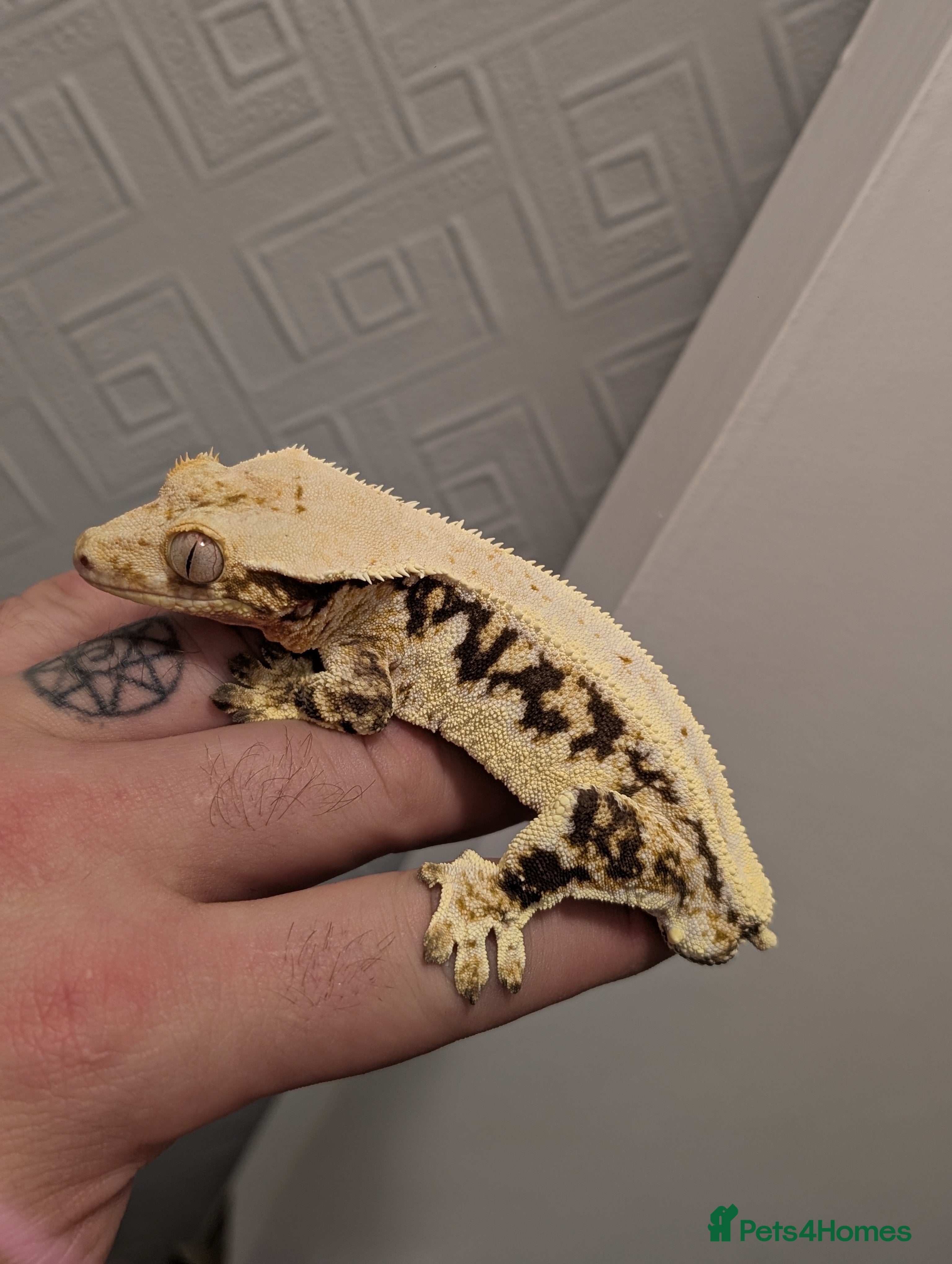 Gecko reptiles Male Lilly White - Advert 4