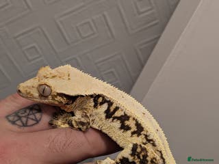 Gecko reptiles Male Lilly White - Advert 4