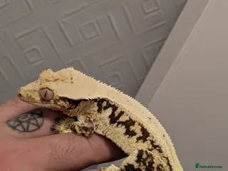 Gecko reptiles Male Lilly White - Advert 4