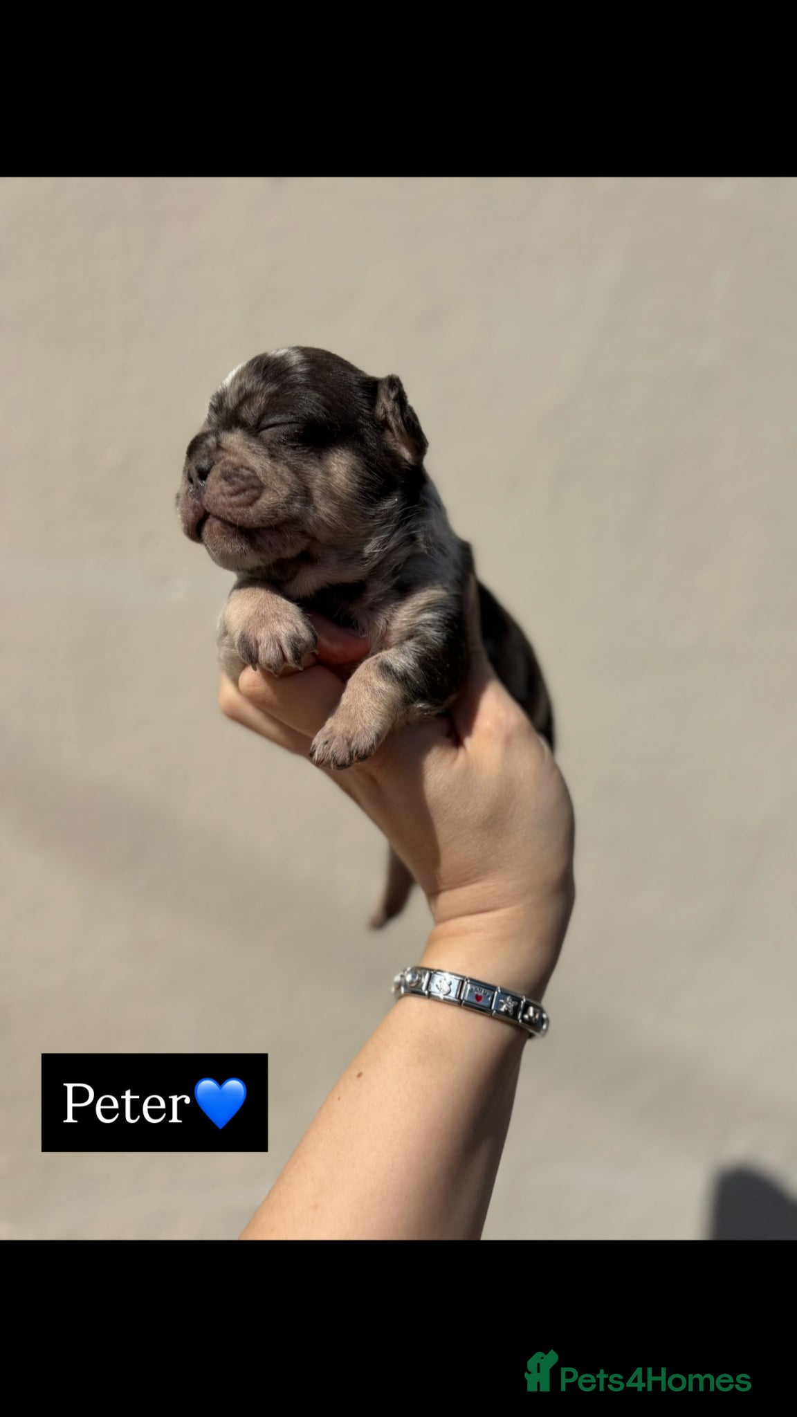 French Bulldog dogs Fluffy French bull dog puppys - Advert 13
