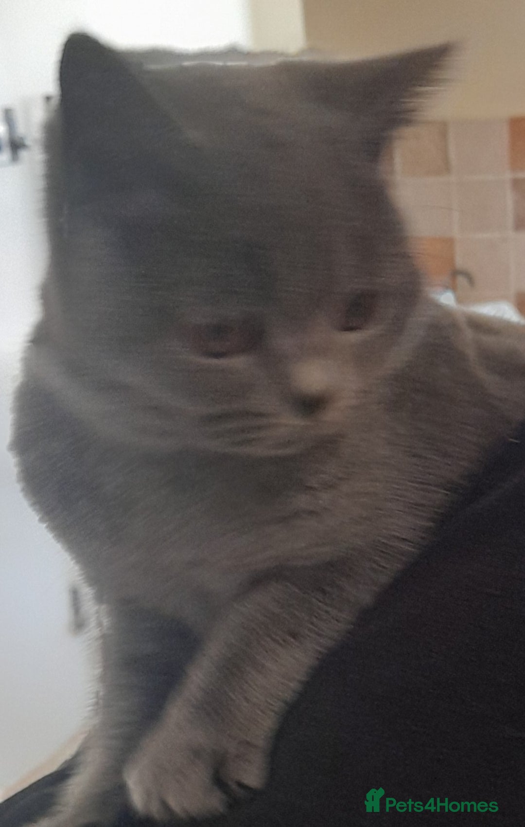 British Shorthair cats for sale: BEAUTIFUL PEDIGREE BRITISH SHORT-HAIRED KITTENS  - Advert 7