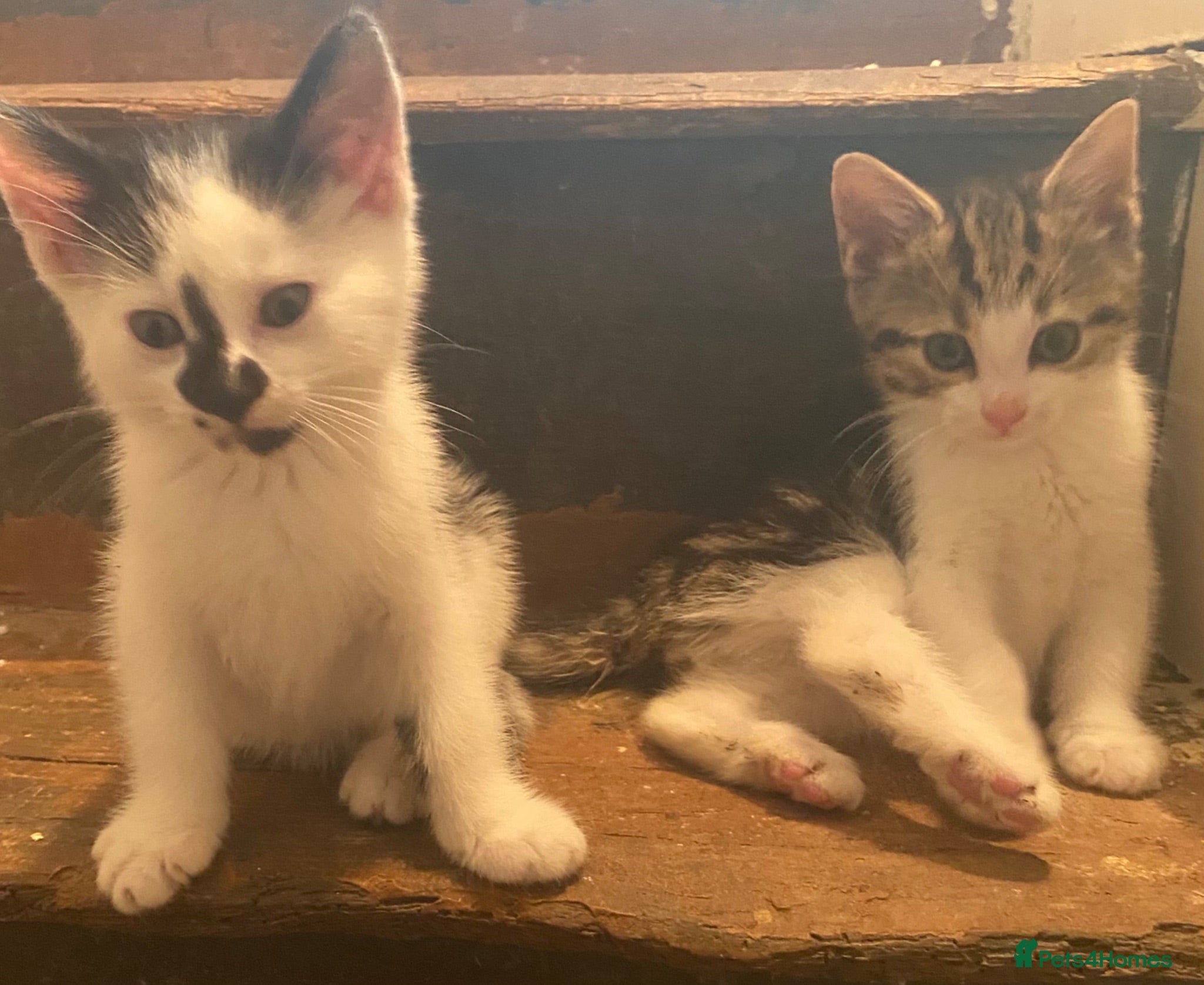 Mixed Breed cats Super friendly and stunning part Siamese kittens  - Advert 3