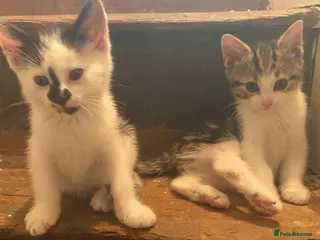 Mixed Breed cats Super friendly and stunning part Siamese kittens - Advert 12