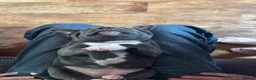 Staffordshire Bull Terrier dogs for sale: Blue and Black Staffies in Deeside - Advert 14