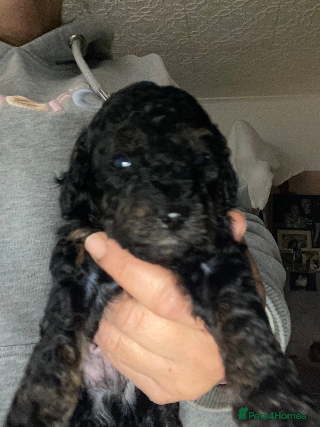 Miniature Poodle dogs for sale: Beautiful Miniature/Toy poodles  - Advert 33