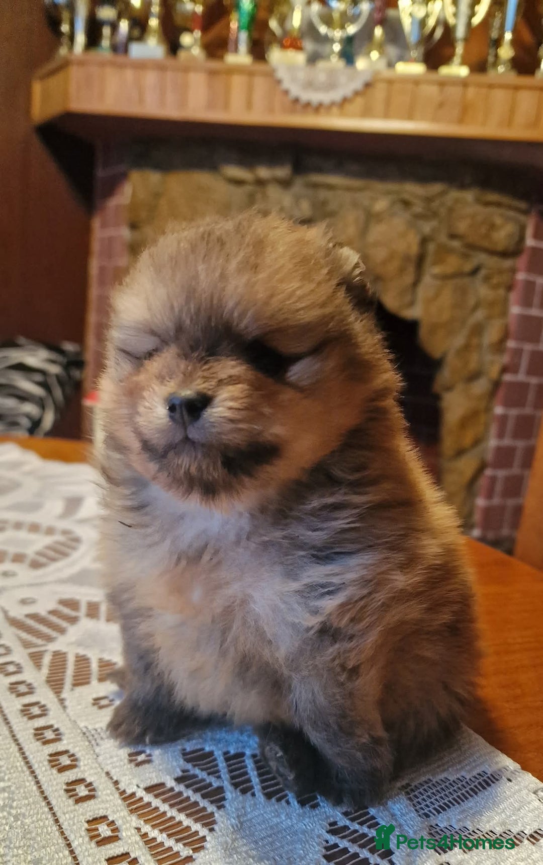 Pomeranian dogs for sale: Beautiful Pomeranian male puppy FCI registered - Advert 7