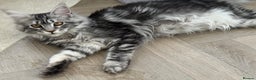 Maine Coon cats for sale: Outstanding pedigree kittens ACTIVE - Advert 20