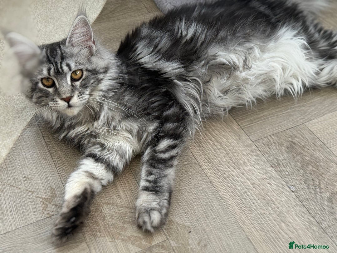 Maine Coon cats for sale: Outstanding pedigree kittens ACTIVE - Advert 20