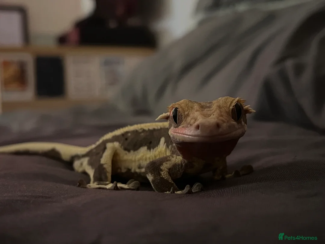 Gecko reptiles for sale: Lilly White Crested Gecko For Sale in Hertford - Advert 1