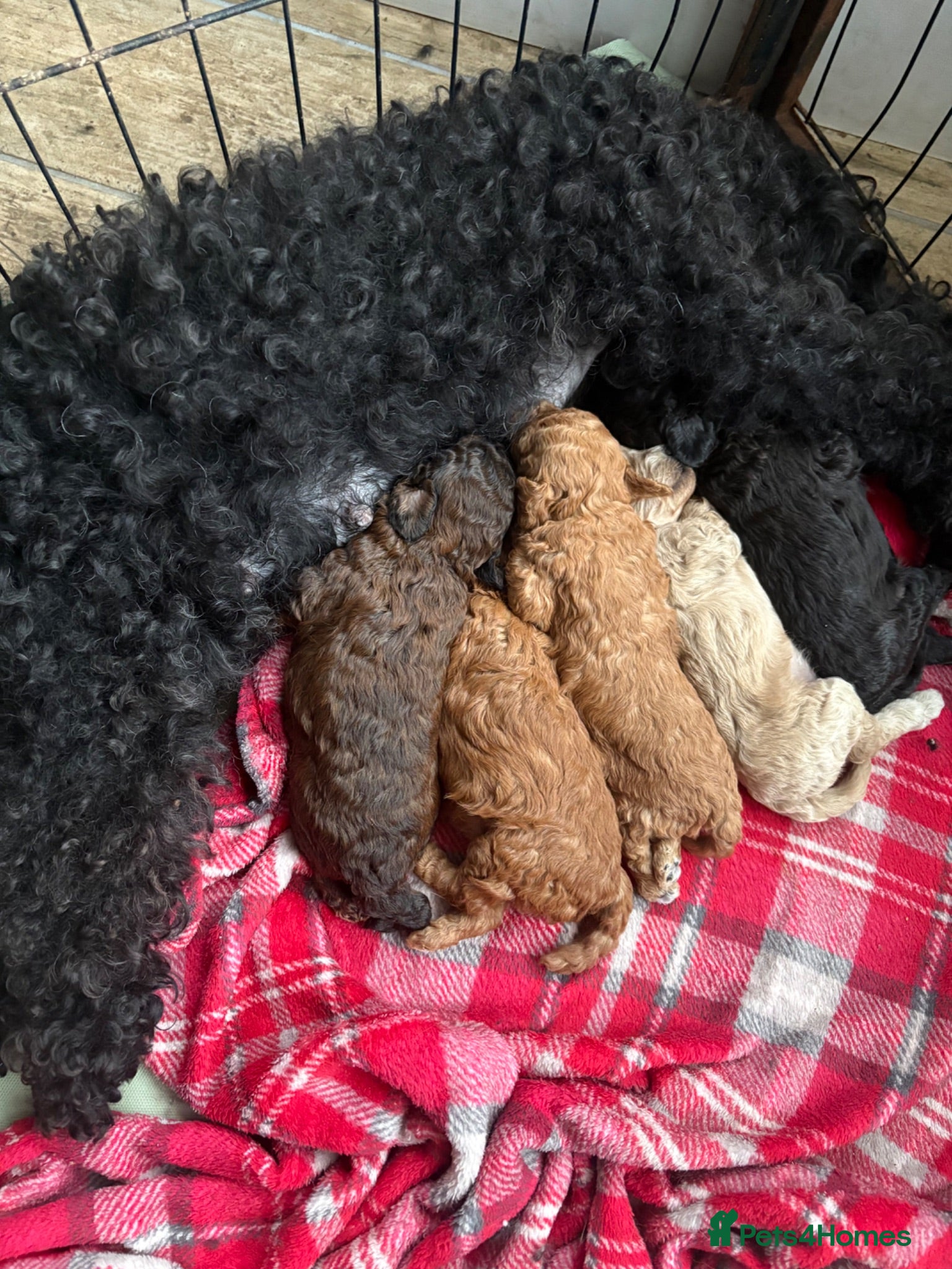 Cavapoo dogs Cavapoo puppies 4 Left  - Advert 3