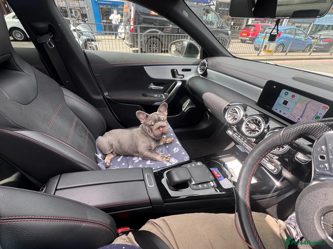 French Bulldog dogs for sale: Fluffy French bull dog 10 months old in Chessington - Advert 1
