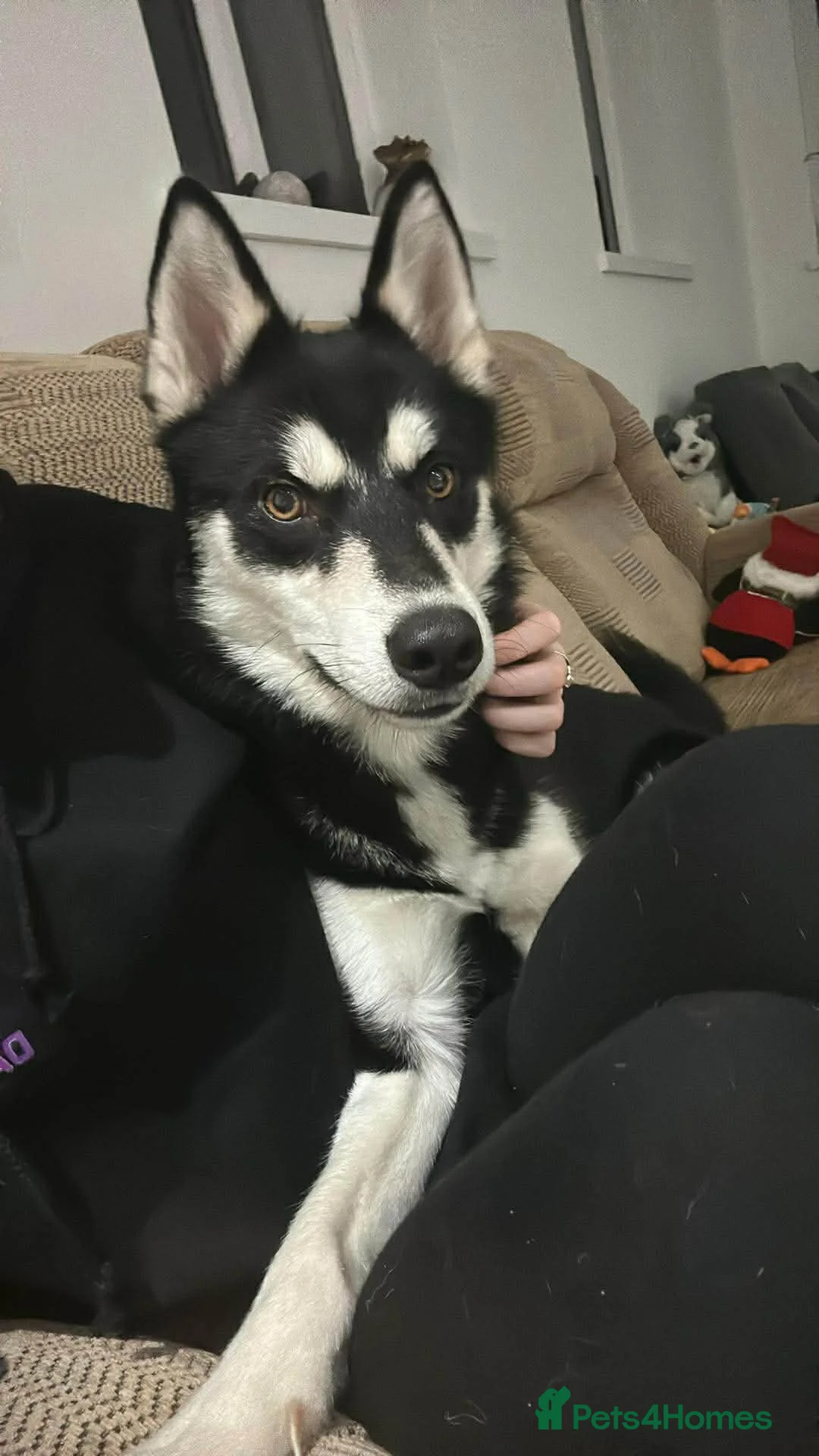 Siberian Husky dogs for stud: My beautiful husky  - Advert 1