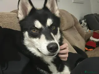 Siberian Husky dogs My beautiful husky - Advert 1