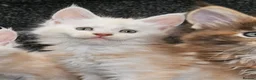 Maine Coon cats for sale: Poly and non poly red smoke Maine Coon kittens - Advert 9
