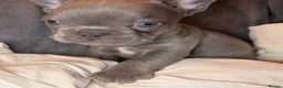 French Bulldog dogs for sale: Pedigree visual fluffy and fluffy carriers - Advert 15