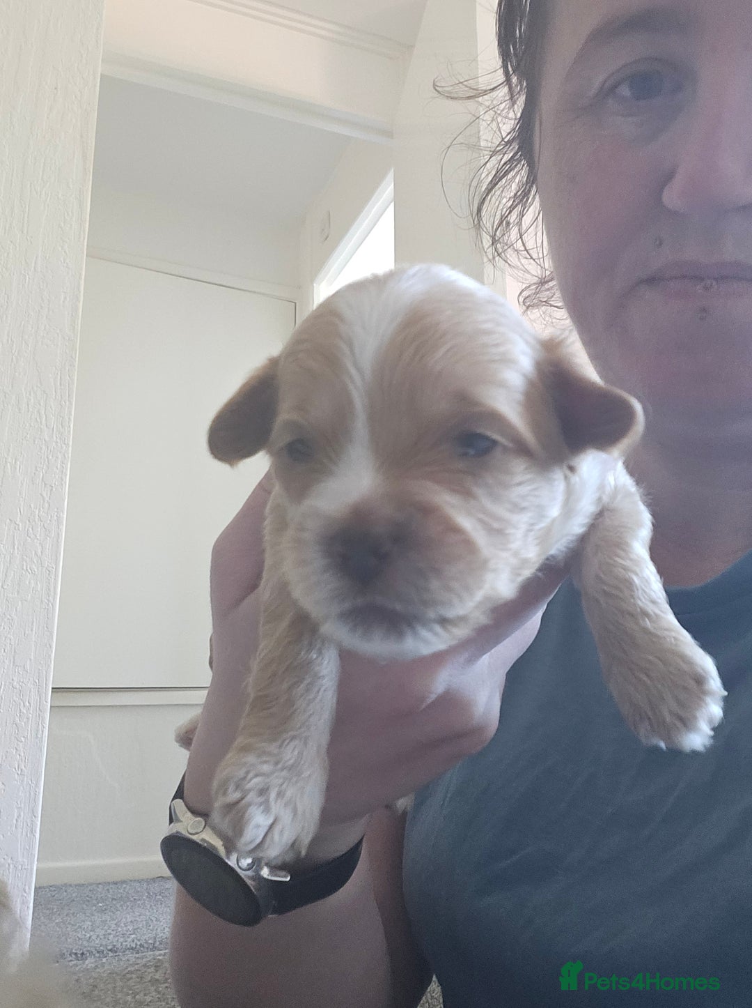 Mixed Breed dogs for sale: Malshi-poo puppies  - Image 7