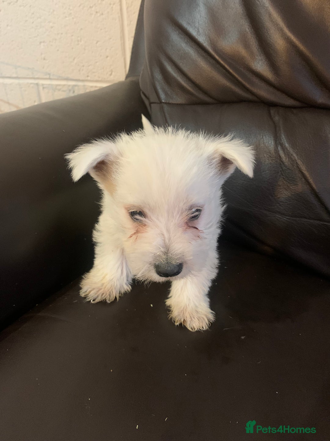 West Highland Terrier dogs for sale: Kc Westie pups in Lanark - Image 2