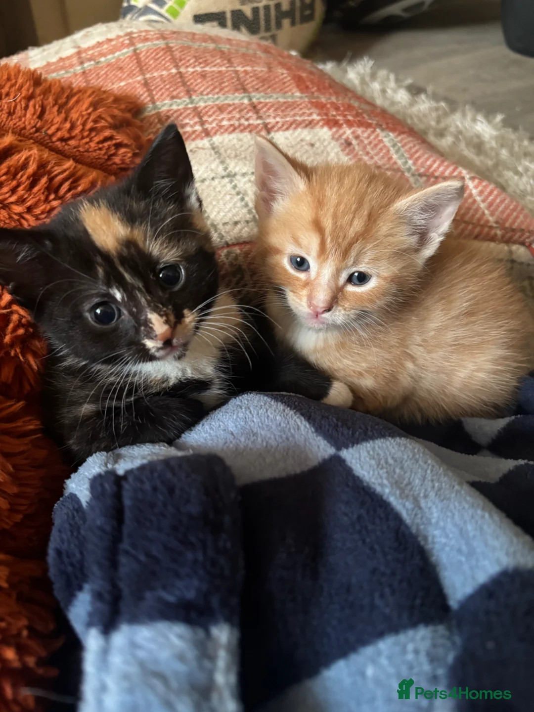British Shorthair cats for sale: Beautiful mixed short heard kittens  - Advert 16
