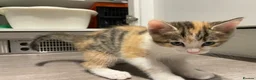 Mixed Breed cats for sale: Beautiful mixed American Kittens  - Advert 9
