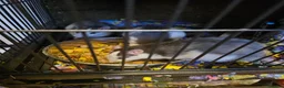 Rat rodents for sale: 4 males rats in Salisbury - Advert 1