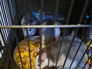 Rat rodents 4 males rats - Advert 1