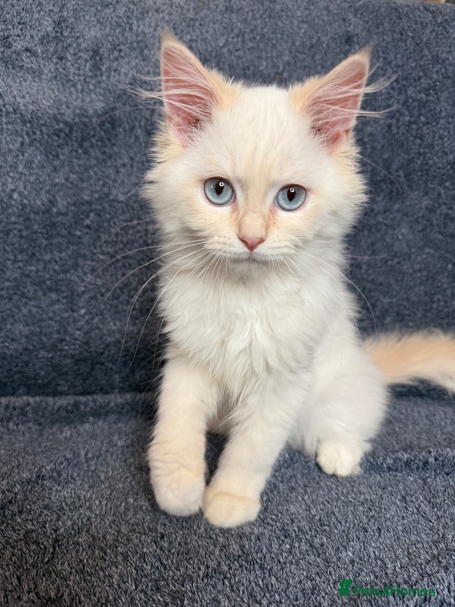 Perdoll cats ⭐️READY Now⭐️ kittens  - Advert 2