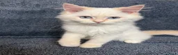 Perdoll cats for sale: ⭐️Ready Now  kittens  - Advert 15