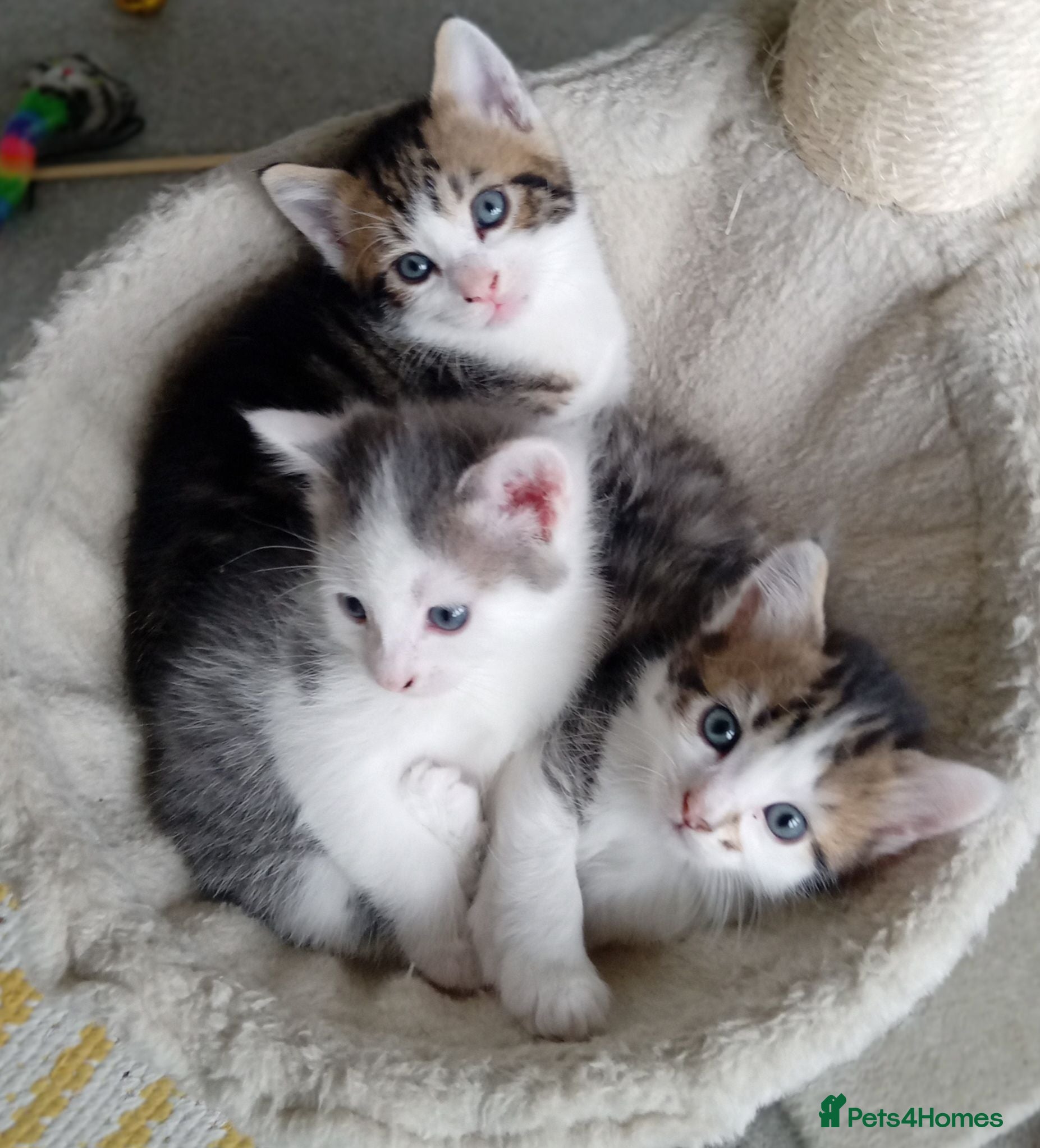 Mixed Breed cats Three kittens - Advert 2