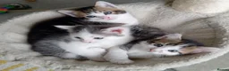 Mixed Breed cats for sale: Three kittens - Advert 1