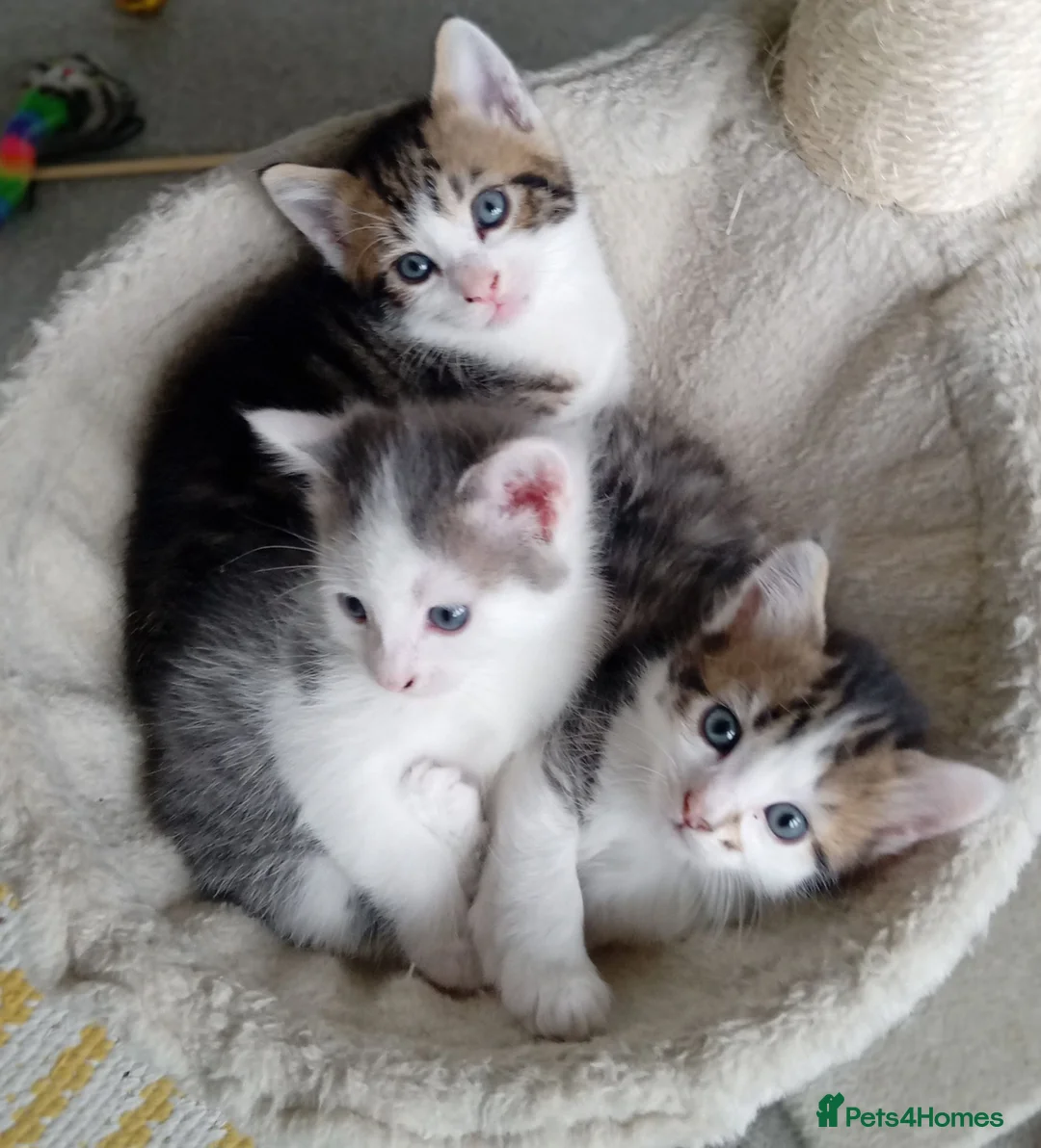 Mixed Breed cats for sale: Three kittens - Advert 1