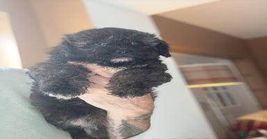 Shihpoo dogs - Advert 3