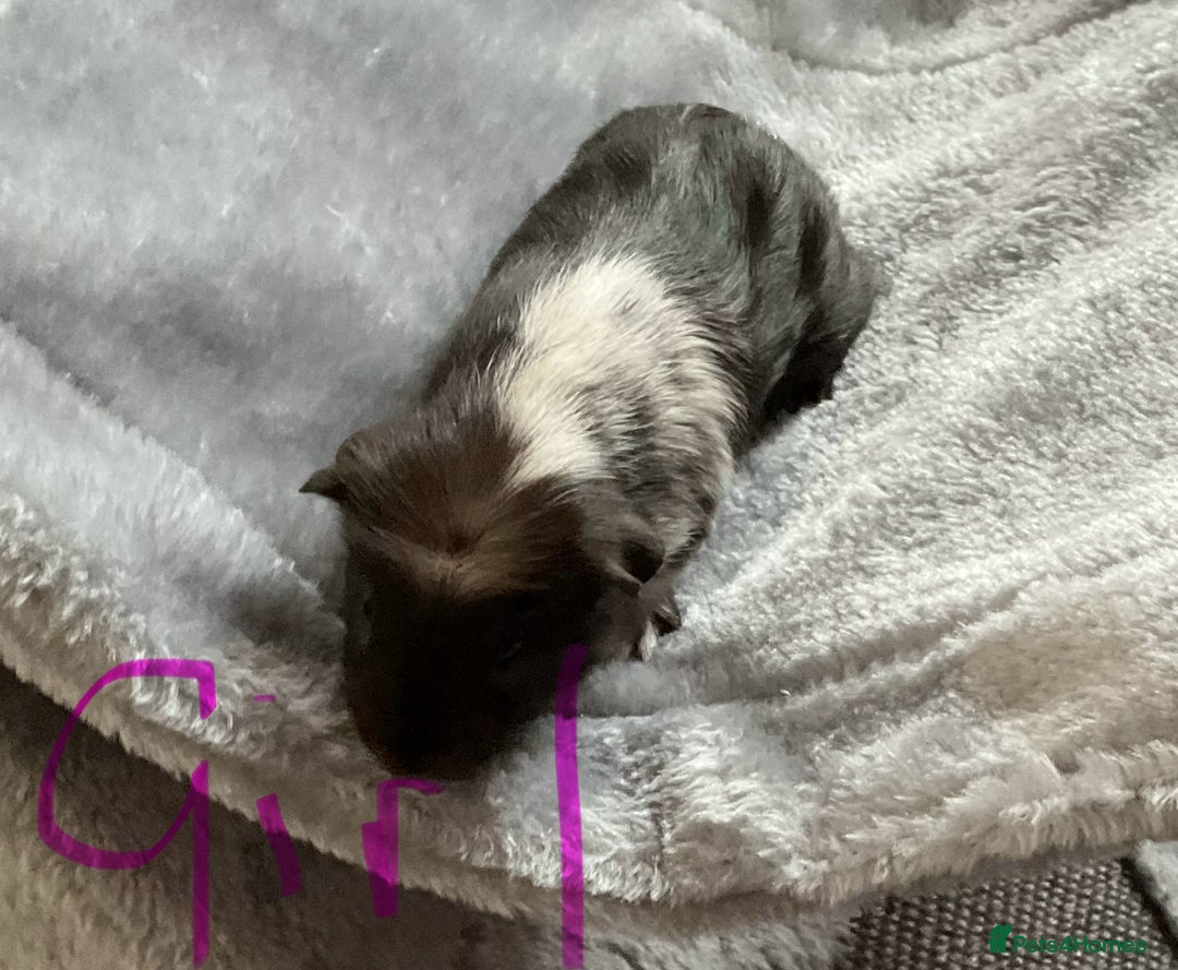 Guinea Pig rodents for sale: Mixed baby guinea pigs - Image 9