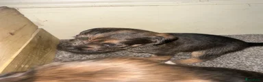 Mixed Breed 2