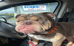 English Bulldog dogs for sale: Lilac & Tan English Bulldog 3 Yr Old MALE - Image 16