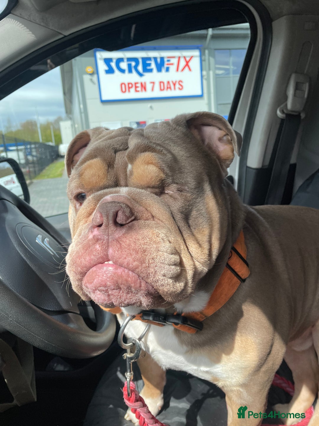 English Bulldog dogs for sale: Lilac & Tan English Bulldog 3 Yr Old MALE - Image 16