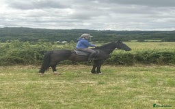 Irish Cob horses for sale: Ace by name and by nature - Image 3