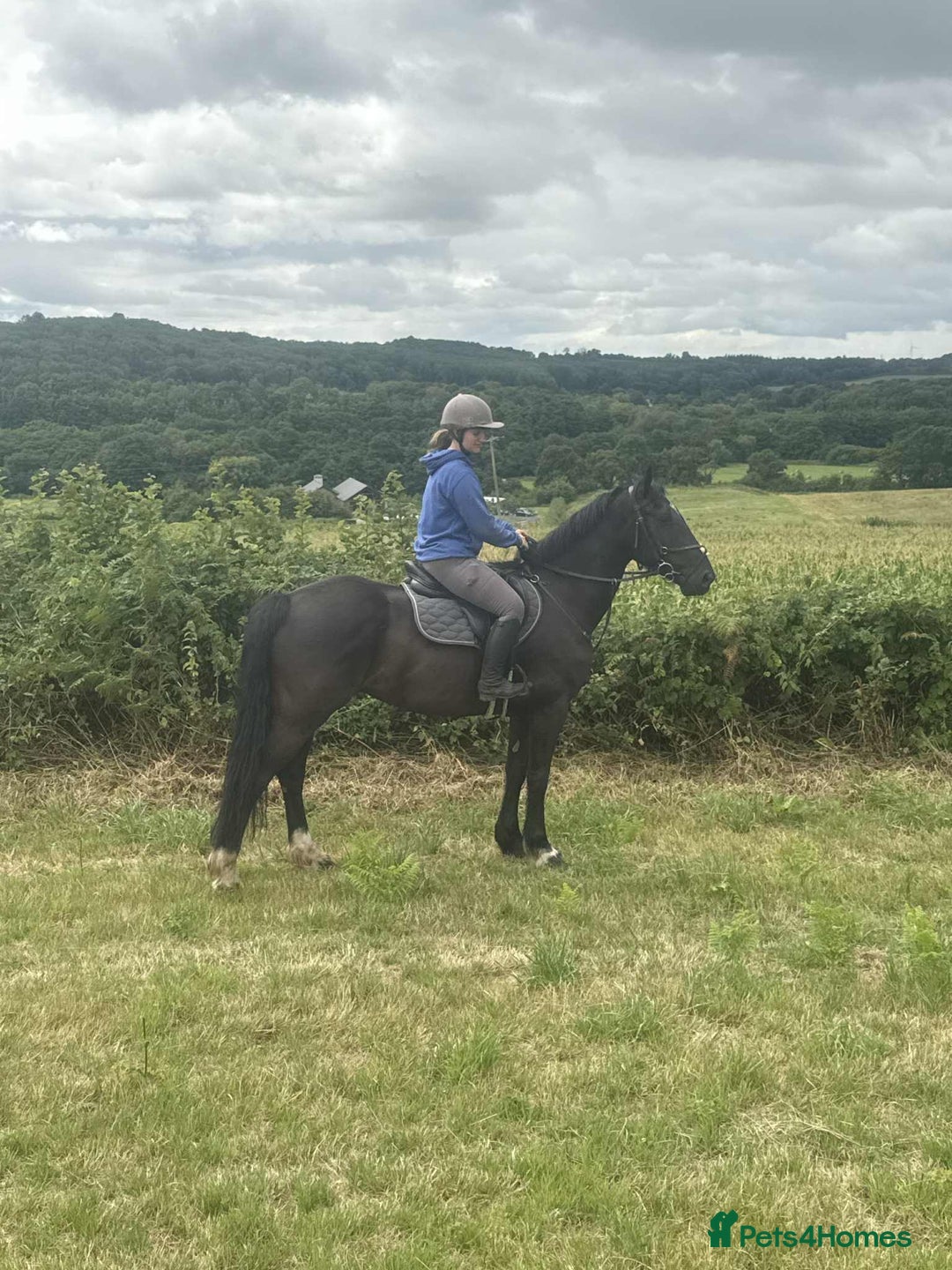 Irish Cob horses for sale: Ace by name and by nature - Image 3