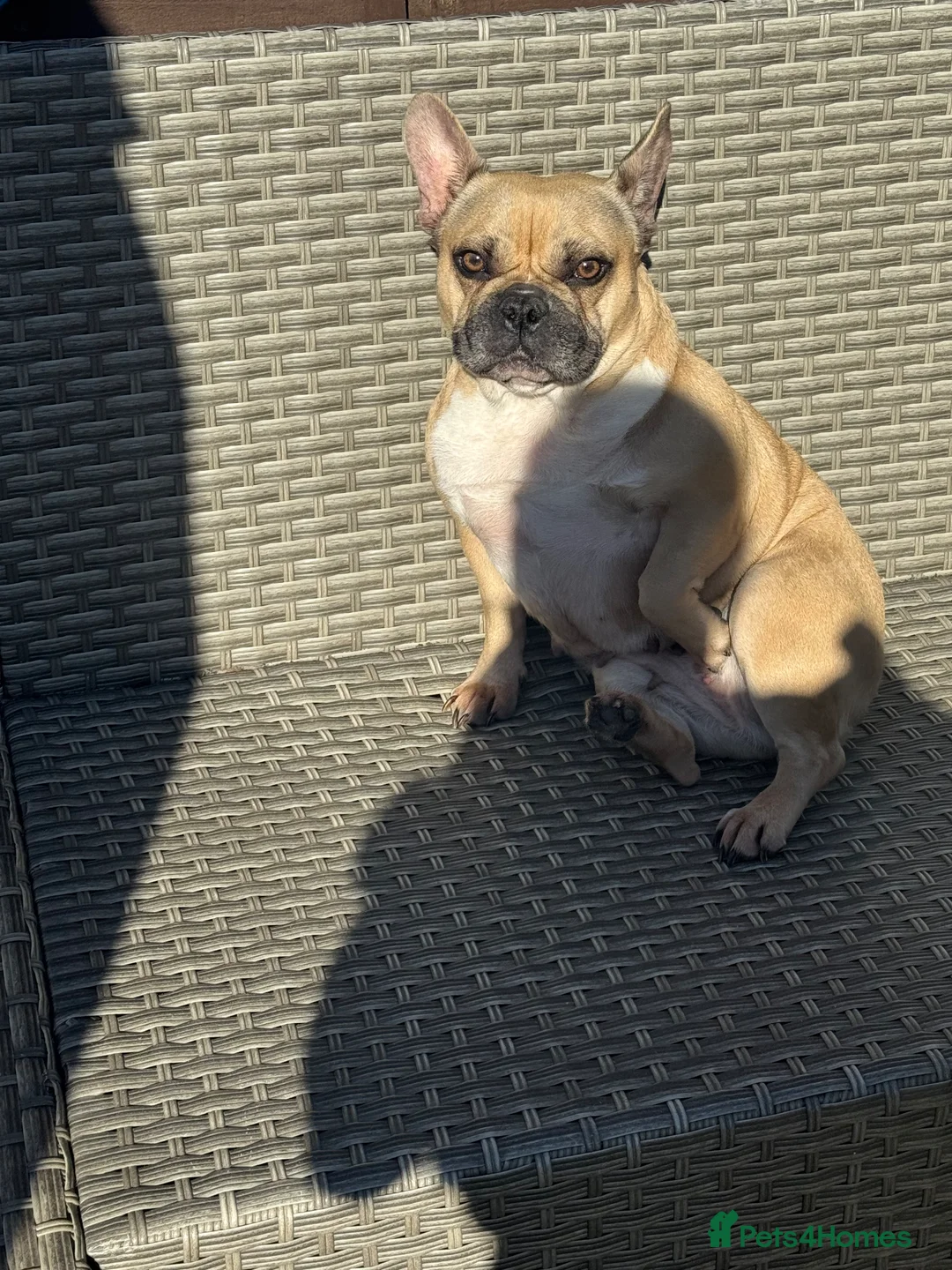 French Bulldog dogs for sale: Loving home wanted  - Advert 1