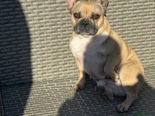 French Bulldog dogs Loving home wanted - Advert 2