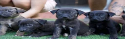 Mixed Breed dogs for sale: German sheppard X staffie cross puppies  - Advert 4