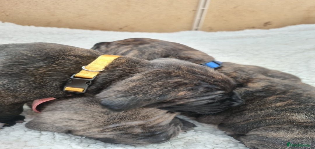 Gallery Image {{count}}