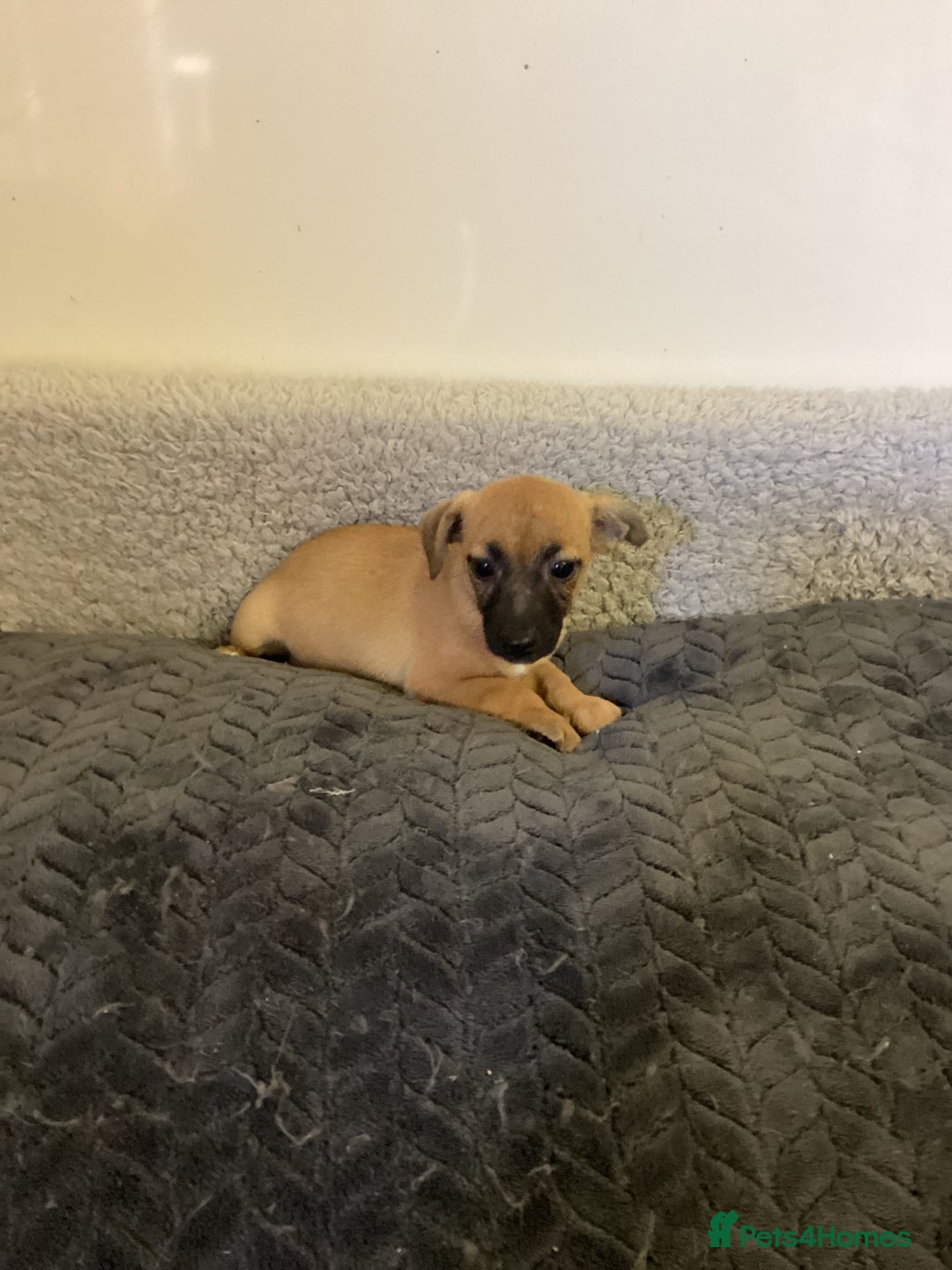 Jack Russell dogs for sale: Jack Russell puppies  - Image 23
