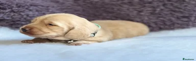 Miniature Dachshund 3