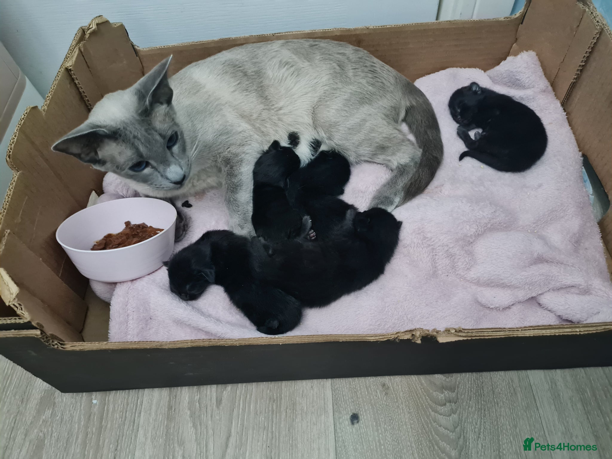 Siamese cats Siamese Cross Kittens READY NOW - Advert 1