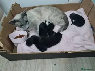 Siamese cats Siamese Cross Kittens READY NOW - Advert 1