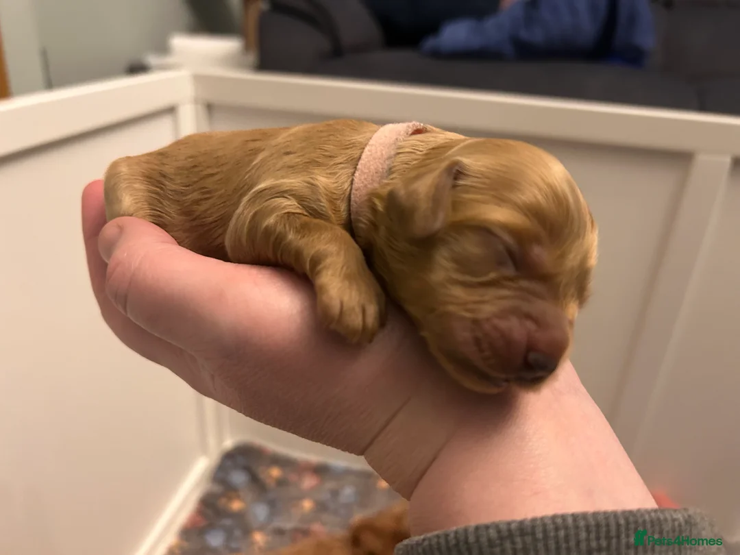 Cockapoo dogs for sale: Beautiful litter of cockapoos from family pets.  - Advert 9