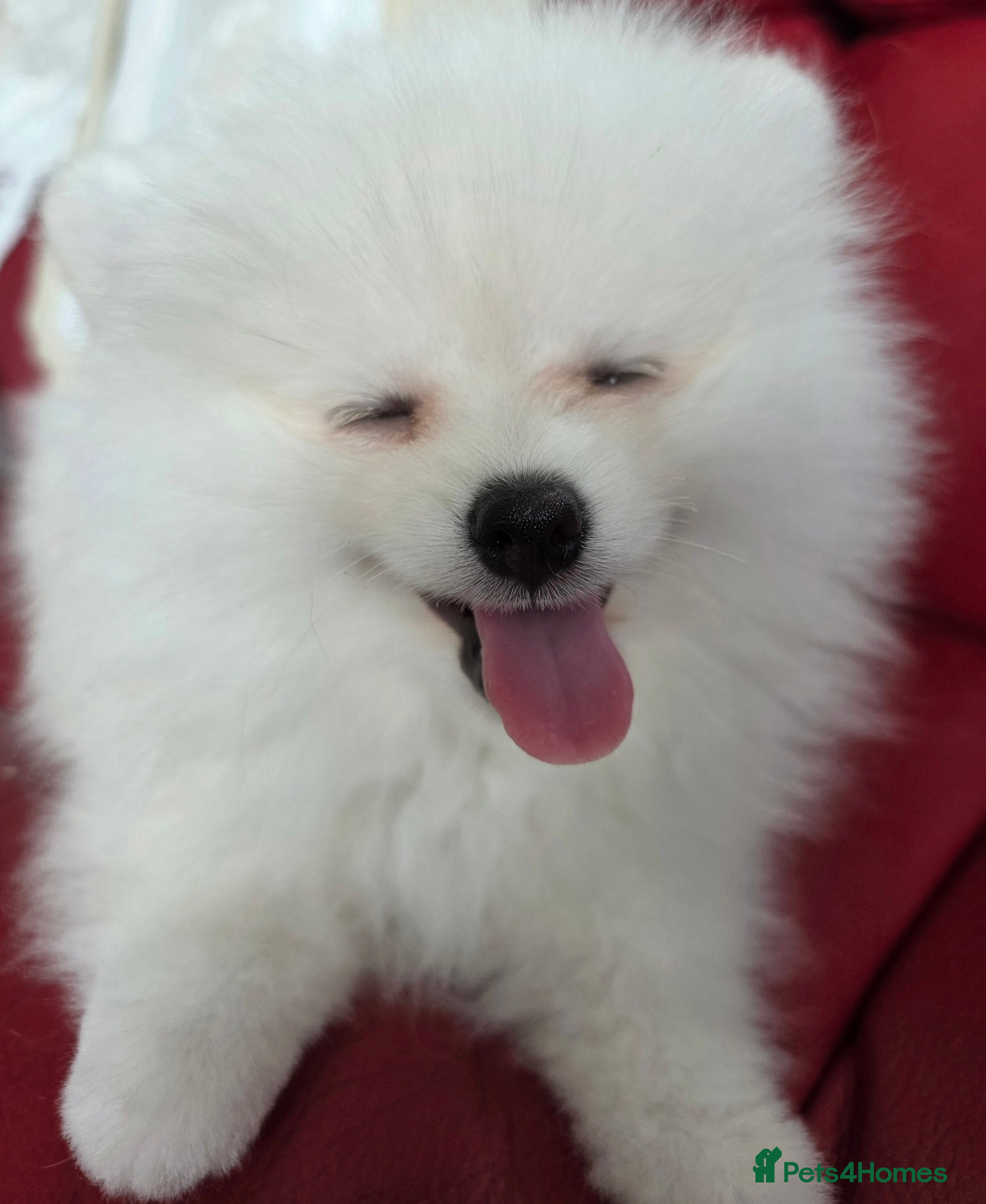 Pomeranian dogs for sale: Pedigree Teddy Face Pomeranian Male Pups - Advert 8